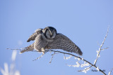 Northern Hawk Owls