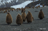 Juvenile King penguins.jpg