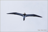 Brown Booby.jpg