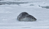 Antarctica