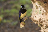 Plush-Crested Jay.jpg