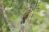 Green-barred Woodpecker.jpg
