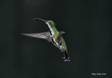 Black-throated Mango female.jpg