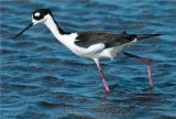 Black-necked Stilt 