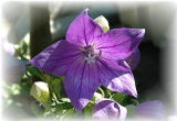 Balloon Flower