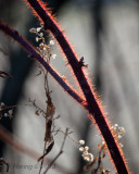 Winter Flora