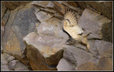 Eagle Owl (Bubo bubo)