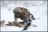 Golden Eagle (Aquila chrysaetos)