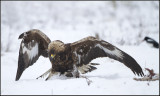 Golden Eagle (Aquila chrysaetos)