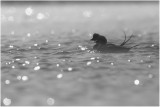 Long-tailed Duck (Clangula hyemalis)