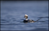 Long-tailed Duck (Clangula hyemalis)