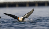 King Eider (Somateria spectabilis)