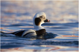 Long-tailed Duck (Clangula hyemalis)