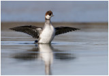 Smew (Mergus albellus) - female