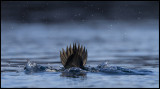 Stellers eider  (Polysticta stelleri)