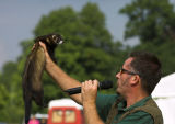 Ferret racing... with a polecat?