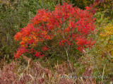 DS2_4370.jpg