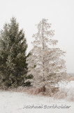 FrostyPines7507