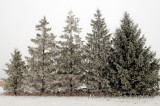 FrostyPines7511