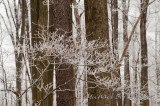 Dogwood7520