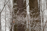 Dogwood7521