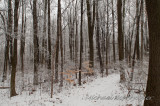 WoodsPath7522