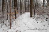 WoodsPath7528
