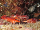 Hawaiian Red Swimming Crab