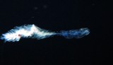 Siphonophore - Blackwater Diving - Pelagic Magic