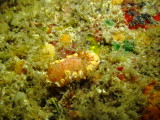 Snow-godde​ss Nudibranch​, Glossodori​s poliahu - Pentagon