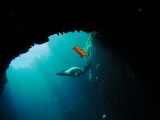 Puako - NudiBranch dislodged by bubbles and Turtle
