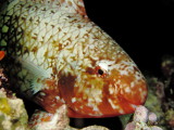 ParrotFish Sleeping - Puako Night Diving 