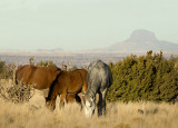 Wild Horses of Placitas