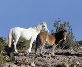 Wild Horses of Placitas