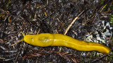 Banana Slug