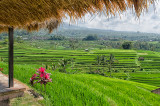 Jatiluwih Rice Terraces