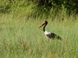 Stanley Camp - Okavango Delta - Botswana - ADS_7426.jpg