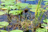 Stanley Camp - Okavango Delta - Botswana - ADS_8050.jpg