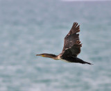 Storskarv, ssp maroccanus