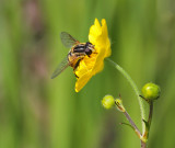 Blomfluga