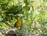 Prothonotary Warbler_0894.tif