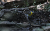 Yellow-breasted Chat_5887.JPG