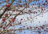 2 maple blossoms