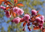 Blossom Walks 