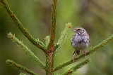 Savannah Sparrow