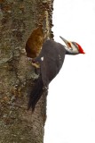 Pileated Woodpecker