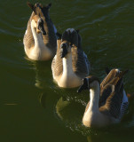 Three Duckateers