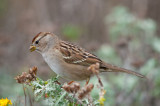 Immature White Crowned Sparrow.jpg