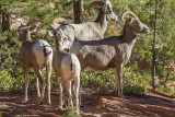 Bighorn sheep 