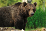 Brown Bear